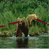 BearsWithLasers's Avatar