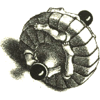 Cyco's Avatar