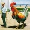FreeRange's Avatar