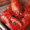 Gorgutzio's Avatar