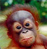 DaveTheMonkey's Avatar