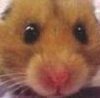 Hamsterlord's Avatar