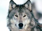 Uncle Wolf's Avatar