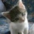 KellyCat's Avatar
