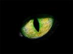 Nameless Void's Avatar