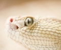 Pythonhier's Avatar
