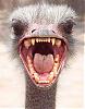 Ostrich Rage's Avatar