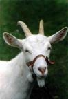 GoatTnder's Avatar
