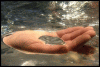 QuicksilverAlchemy's Avatar